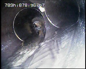Trou dans une canalisation d’évacuation des eaux usées mise en évidence avec la caméra HD